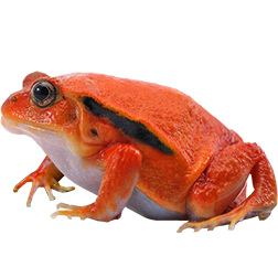Tomato Frog